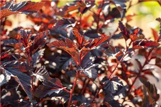 Physocarpus opulifolius 'All Black'® - Fasanenspiere 'All Black'®
