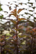 Physocarpus opulifolius 'Amber Jubilee'® - Blasenspiere 'Amber Jubilee'®