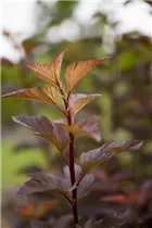 Physocarpus opulifolius 'Amber Jubilee'® - Blasenspiere 'Amber Jubilee'®