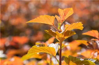 Physocarpus opulifolius 'Amber Jubilee'® - Blasenspiere 'Amber Jubilee'®