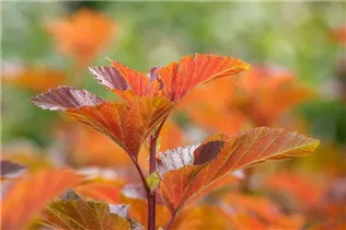Physocarpus opulifolius 'Amber Jubilee'® - Blasenspiere 'Amber Jubilee'®