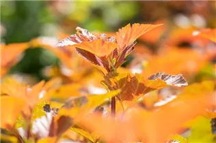 Physocarpus opulifolius 'Amber Jubilee'® - Blasenspiere 'Amber Jubilee'®