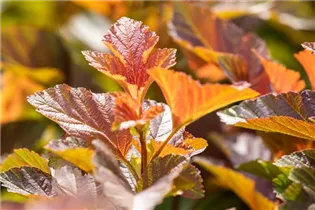 Physocarpus opulifolius 'Amber Jubilee'® - Blasenspiere 'Amber Jubilee'®