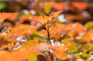 Physocarpus opulifolius 'Amber Jubilee'® - Blasenspiere 'Amber Jubilee'®