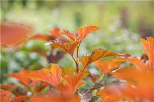 Physocarpus opulifolius 'Amber Jubilee'® - Blasenspiere 'Amber Jubilee'®