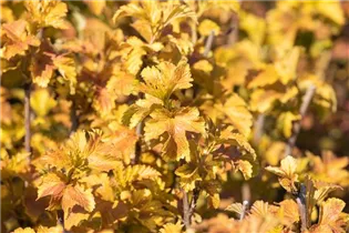 Physocarpus opulifolius 'Amber Jubilee'® - Blasenspiere 'Amber Jubilee'®