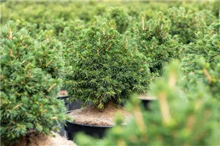 Picea abies 'Tompa' - Fichte 'Tompa'