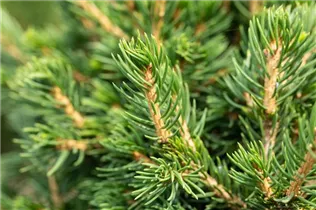 Picea abies 'Tompa' - Fichte 'Tompa'