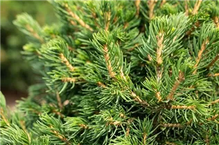Picea abies 'Tompa' - Fichte 'Tompa'