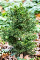 Picea abies 'Tompa' - Fichte 'Tompa'