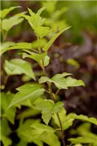 Physocarpus opulifolius 'Angel Gold'® - Fasanenspiere 'Angel Gold'®