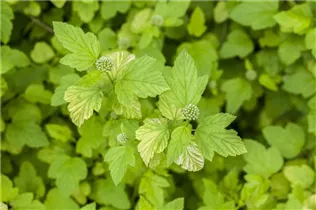 Physocarpus opulifolius 'Angel Gold'® - Fasanenspiere 'Angel Gold'®