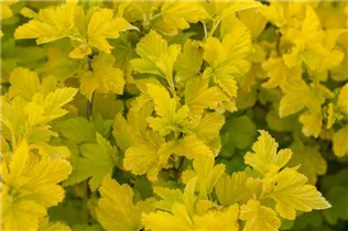 Physocarpus opulifolius 'Angel Gold'® - Fasanenspiere 'Angel Gold'®