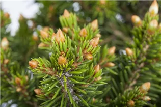 Picea abies 'Will´s Zwerg' - Gewöhnliche Fichte 'Will's Zwerg'