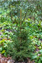 Picea abies 'Will´s Zwerg' - Gewöhnliche Fichte 'Will's Zwerg'