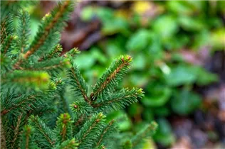 Picea abies 'Will´s Zwerg' - Gewöhnliche Fichte 'Will's Zwerg'