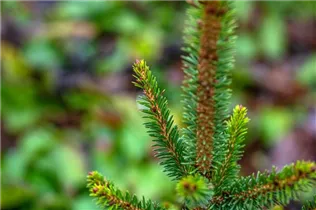 Picea abies 'Will´s Zwerg' - Gewöhnliche Fichte 'Will's Zwerg'