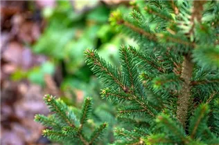Picea abies 'Will´s Zwerg' - Gewöhnliche Fichte 'Will's Zwerg'