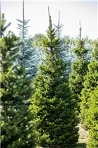 Picea abies 'Will´s Zwerg' - Gewöhnliche Fichte 'Will's Zwerg'
