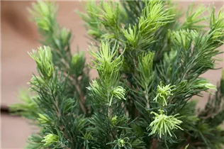 Picea glauca - Weiß-Fichte Picea glauca - Weiß-Fichte