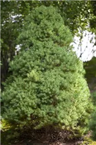 Picea glauca - Weiß-Fichte Picea glauca - Weiß-Fichte