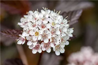 Physocarpus opulifolius 'Diable d´Or'® - Fasanenspiere 'Diable d'Or'® Physocarpus opulifolius 'Diable d´Or'® - Fasanenspiere 'Diable d'Or'®