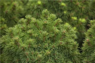 Picea glauca 'Alberta Globe' - Kugelfichte 'Alberta Globe'