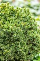 Picea glauca 'Alberta Globe' - Kugelfichte 'Alberta Globe'