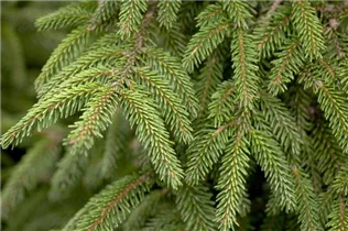 - Picea orientalis 'Juwel'  - Picea orientalis 'Juwel'