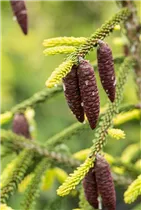  - Picea orientalis 'Aurea'