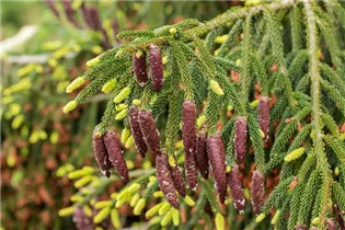  - Picea orientalis 'Aurea'