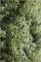 Picea glauca 'Blue Wonder'(s) - Blaufichte 'Blue Wonder'(s) Picea glauca 'Blue Wonder'(s) - Blaufichte 'Blue Wonder'(s)