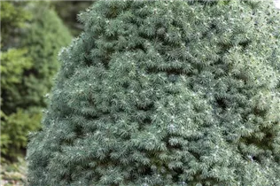 Picea glauca 'Blue Wonder'(s) - Blaufichte 'Blue Wonder'(s) Picea glauca 'Blue Wonder'(s) - Blaufichte 'Blue Wonder'(s)