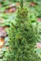 Picea glauca 'Blue Wonder'(s) - Blaufichte 'Blue Wonder'(s) Picea glauca 'Blue Wonder'(s) - Blaufichte 'Blue Wonder'(s)