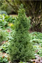 Picea glauca 'Blue Wonder'(s) - Blaufichte 'Blue Wonder'(s) Picea glauca 'Blue Wonder'(s) - Blaufichte 'Blue Wonder'(s)