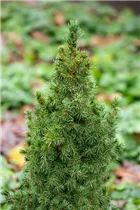 Picea glauca 'Blue Wonder'(s) - Blaufichte 'Blue Wonder'(s) Picea glauca 'Blue Wonder'(s) - Blaufichte 'Blue Wonder'(s)