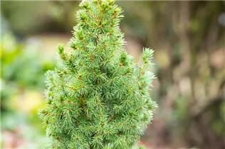 Picea glauca 'Blue Wonder'(s) - Blaufichte 'Blue Wonder'(s) Picea glauca 'Blue Wonder'(s) - Blaufichte 'Blue Wonder'(s)