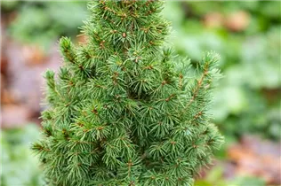 Picea glauca 'Blue Wonder'(s) - Blaufichte 'Blue Wonder'(s) Picea glauca 'Blue Wonder'(s) - Blaufichte 'Blue Wonder'(s)