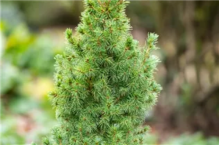 Picea glauca 'Blue Wonder'(s) - Blaufichte 'Blue Wonder'(s) Picea glauca 'Blue Wonder'(s) - Blaufichte 'Blue Wonder'(s)
