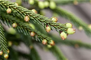  - Picea orientalis 'Aureospicata'