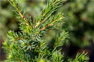 Picea glauca 'Conica' - Zuckerhut-Fichte 'Conica' Picea glauca 'Conica' - Zuckerhut-Fichte 'Conica'