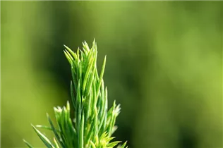 Picea glauca 'Conica' - Zuckerhut-Fichte 'Conica' Picea glauca 'Conica' - Zuckerhut-Fichte 'Conica'