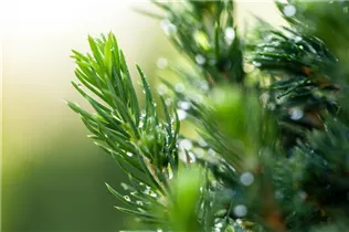 Picea glauca 'Conica' - Zuckerhut-Fichte 'Conica' Picea glauca 'Conica' - Zuckerhut-Fichte 'Conica'