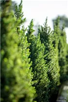 Picea glauca 'Conica' - Zuckerhut-Fichte 'Conica' Picea glauca 'Conica' - Zuckerhut-Fichte 'Conica'