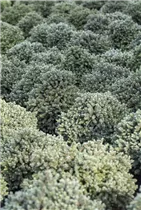 Picea glauca 'Echiniformis' - Blaue Igelfichte 'Echiniformis'