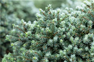 Picea glauca 'Echiniformis' - Blaue Igelfichte 'Echiniformis'