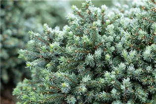 Picea glauca 'Echiniformis' - Blaue Igelfichte 'Echiniformis'