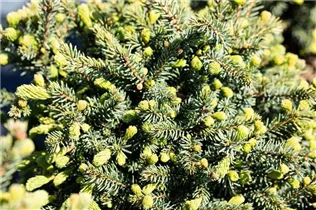 Picea glauca 'Echiniformis' - Blaue Igelfichte 'Echiniformis'