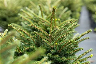Picea orientalis 'Shadows Broom' - Orientalische Fichte 'Shadows Broom'