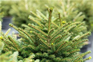 Picea orientalis 'Shadows Broom' - Orientalische Fichte 'Shadows Broom'